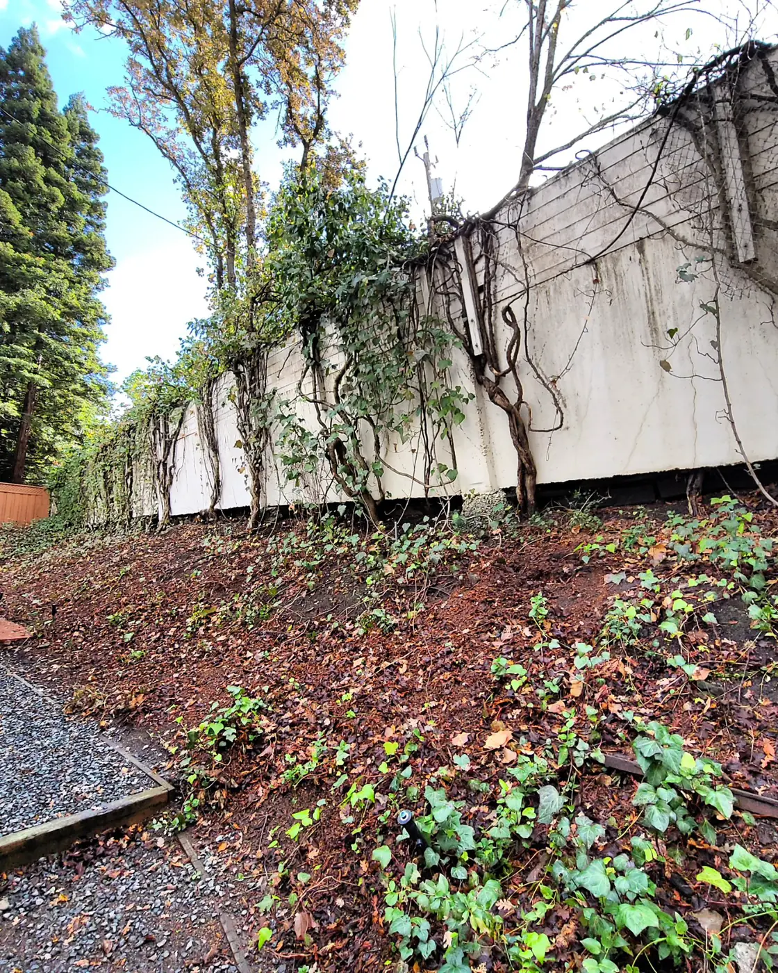 BEFORE: old wall w/ vines, pre-demo — Sound Wall Replacement — Diablo Country Club, Danville, CA