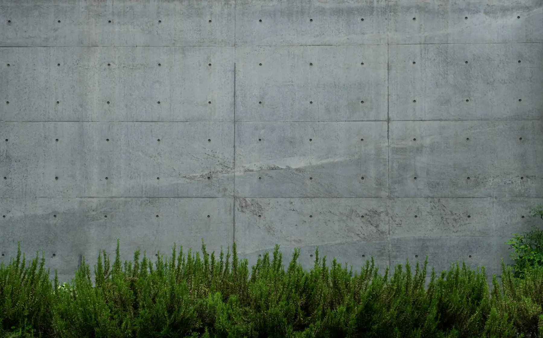 Architectural board-formed concrete wall with a low hedge — New Edge Concrete